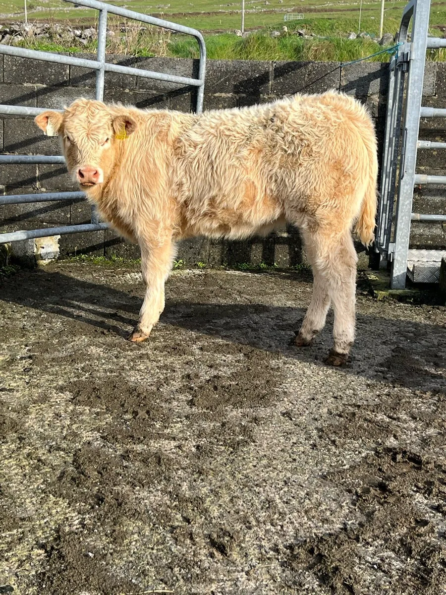 Limestone weanling heifers - Image 3