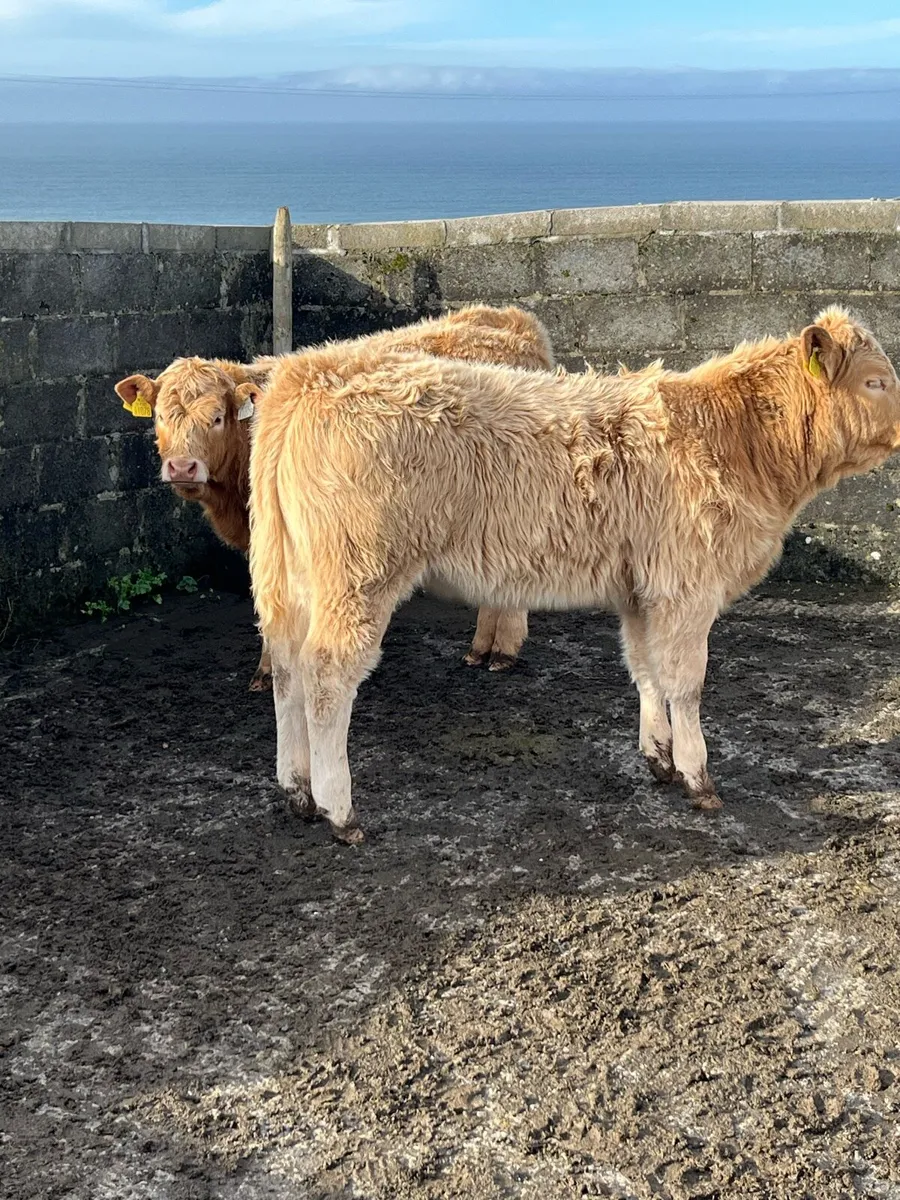 Limestone weanling heifers - Image 4