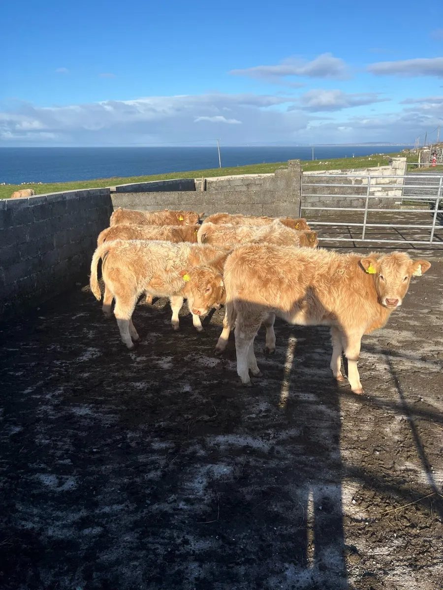 Limestone weanling heifers - Image 1