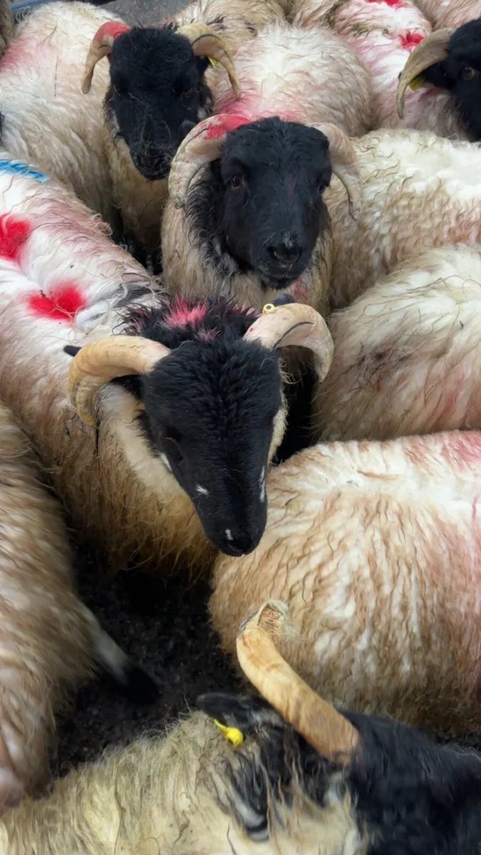 Horned lambs - Image 1