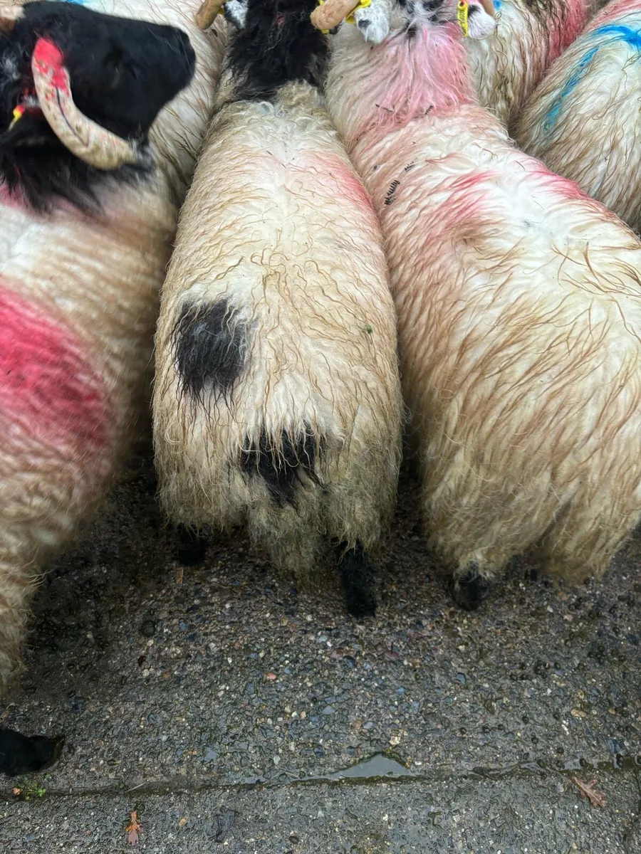 Horned lambs - Image 2