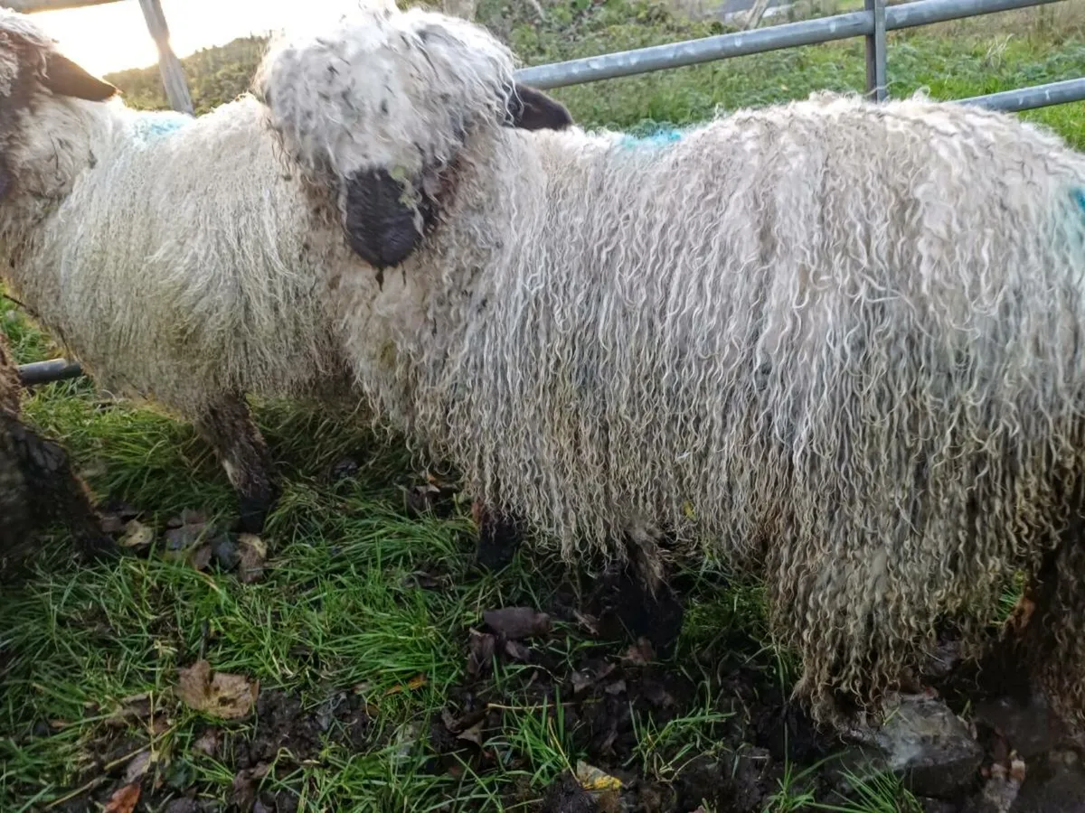 3/4 bred valais blacknose ewe lambs - Image 1