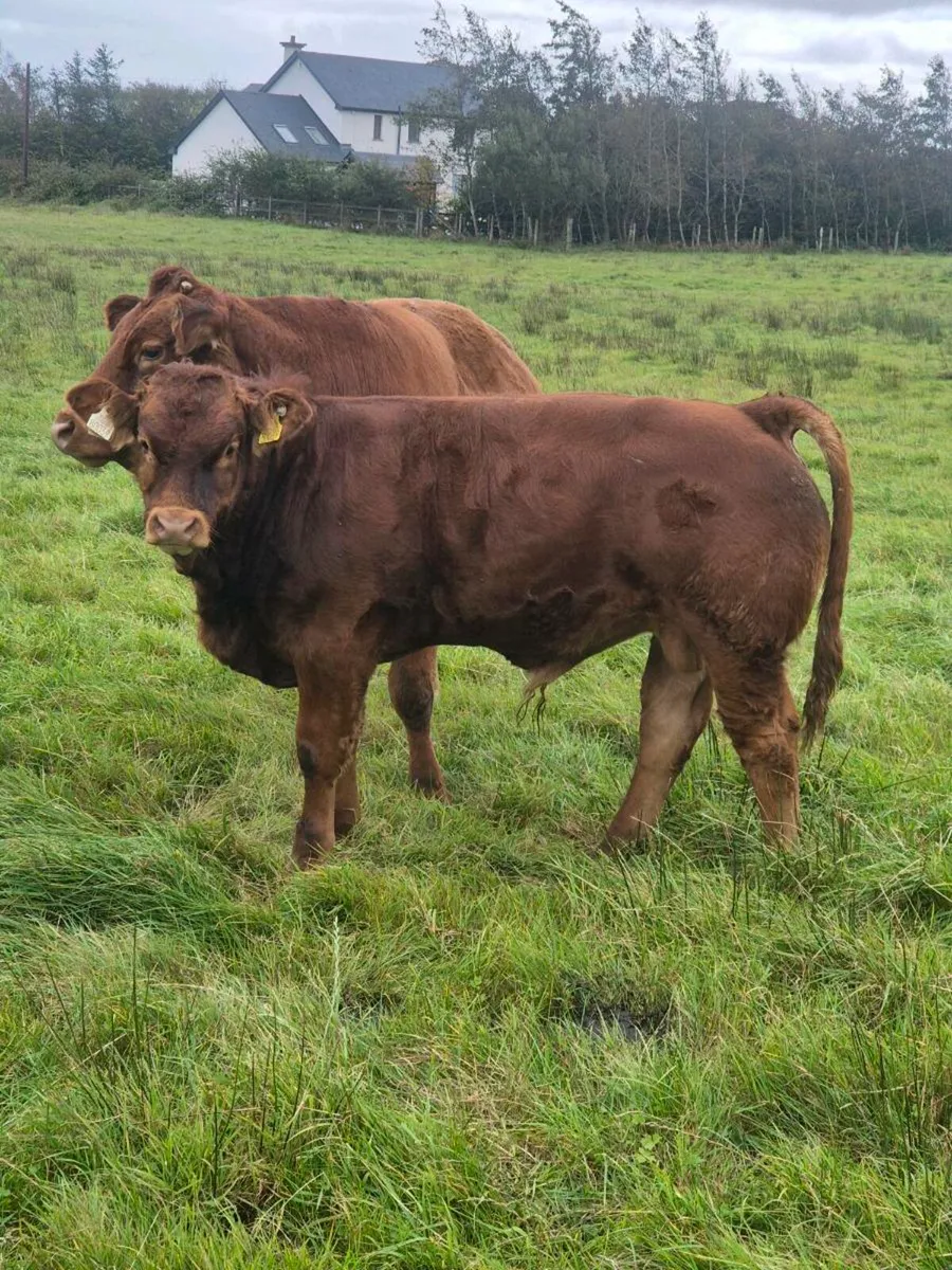8 Full symbol Organic Bull weanlings - Image 1