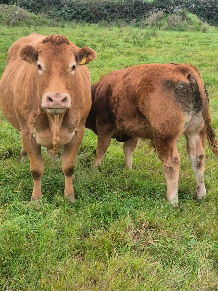 8 Full symbol Organic Bull weanlings - Image 2