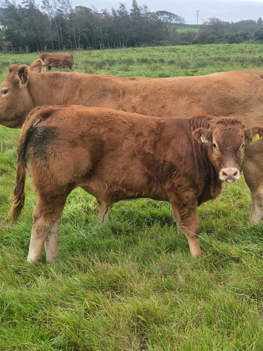 8 Full symbol Organic Bull weanlings - Image 3