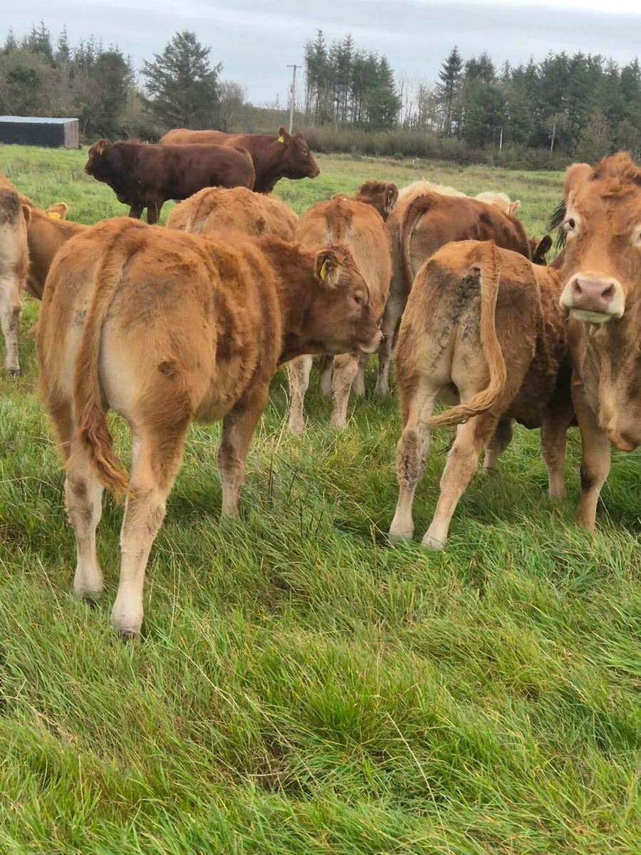 8 Full symbol Organic Bull weanlings - Image 4