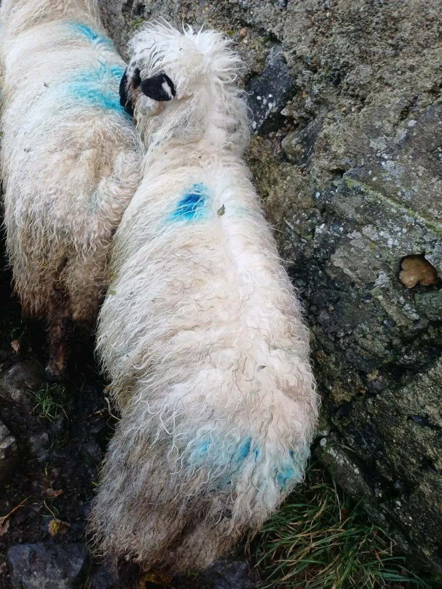 3/4 bred valais blacknose ewe lambs - Image 2