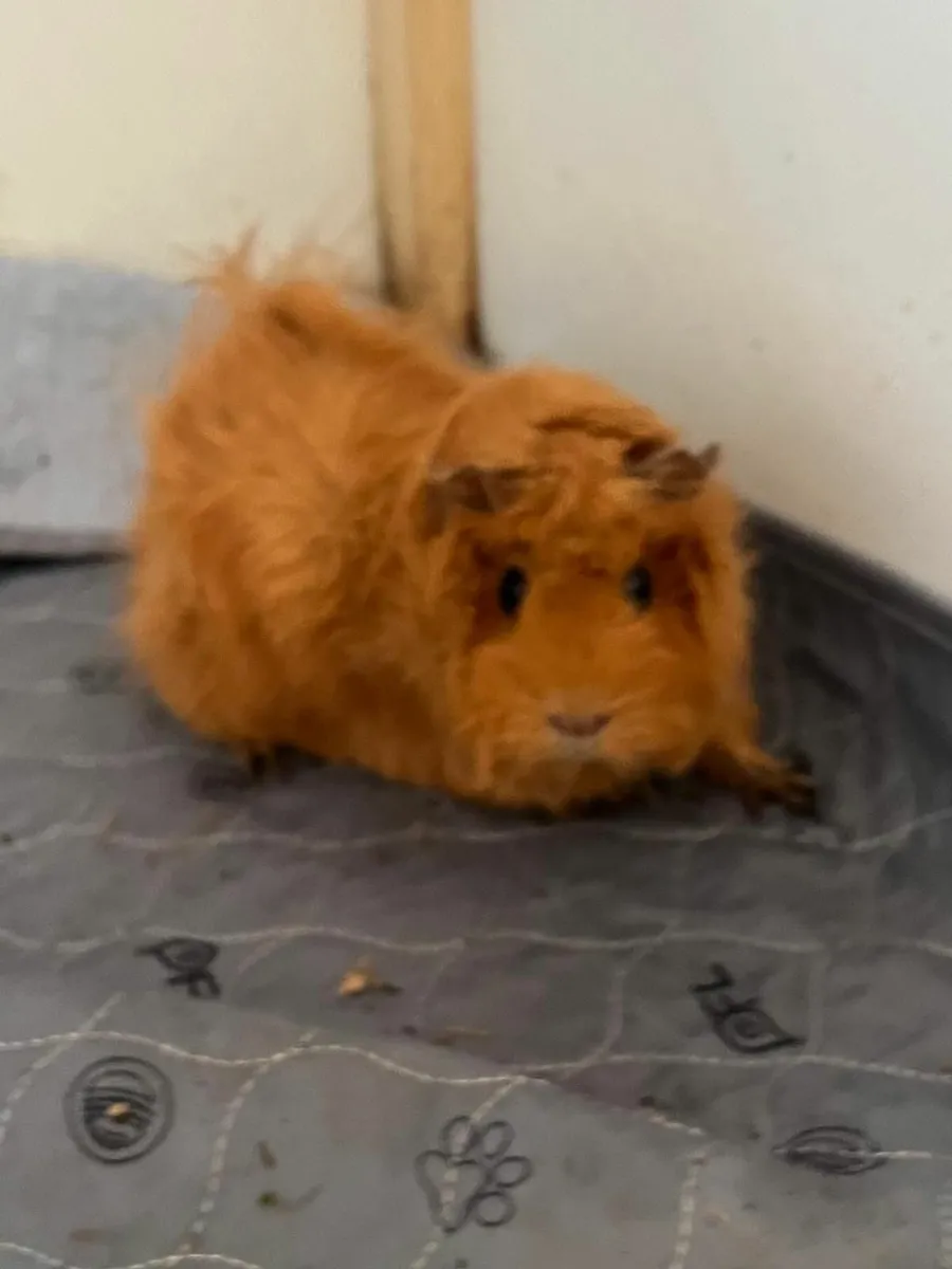 Guinea pigs - Free to good homes - Image 2