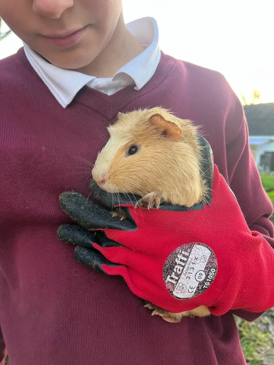 Guinea pigs - Free to good homes - Image 1