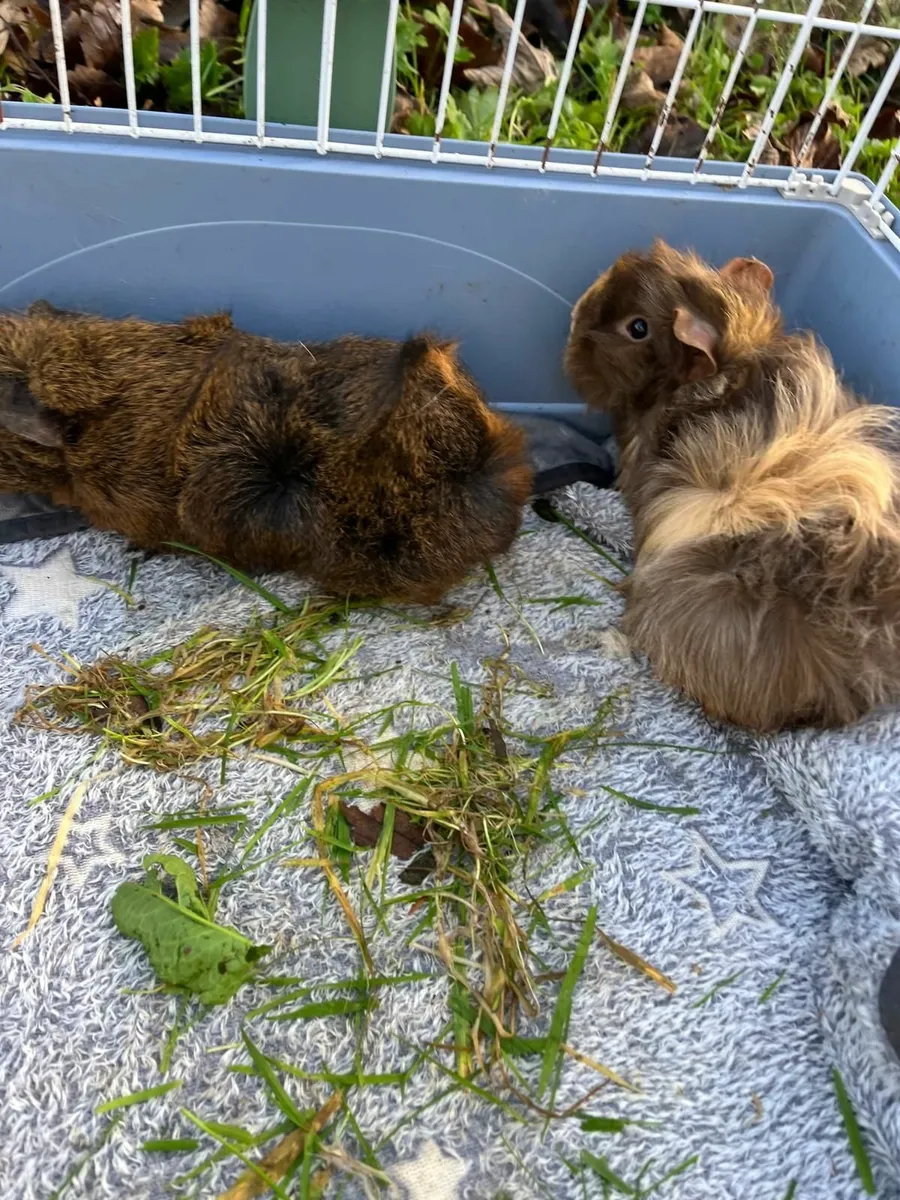 Guinea pigs - Free to good homes - Image 3