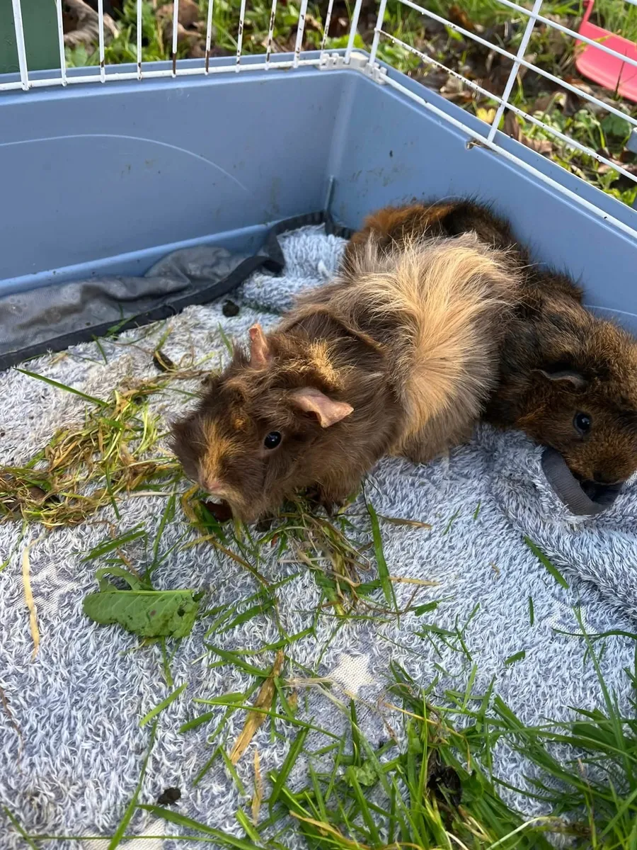 Guinea pigs - Free to good homes - Image 4