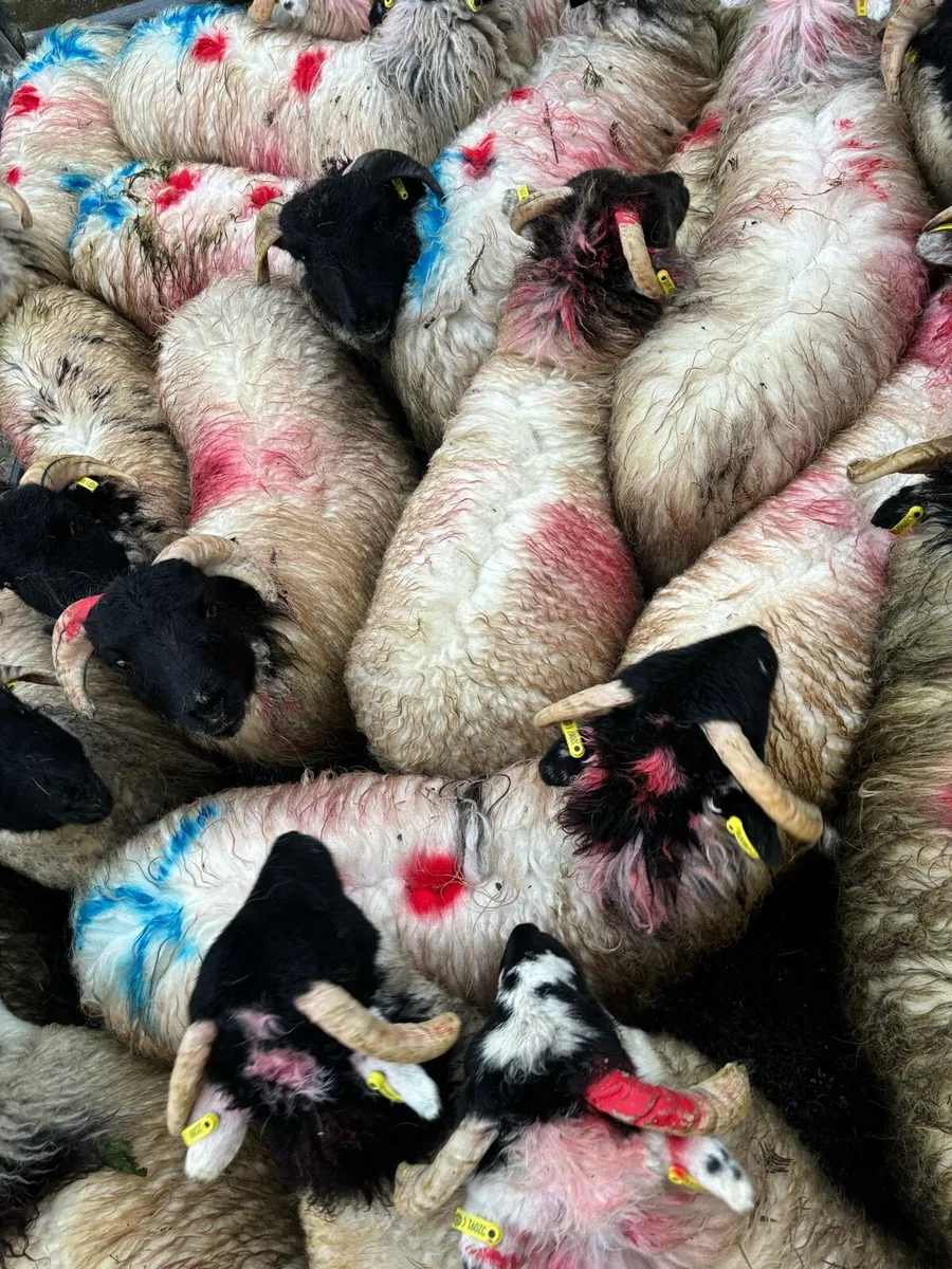 Horned lambs - Image 3