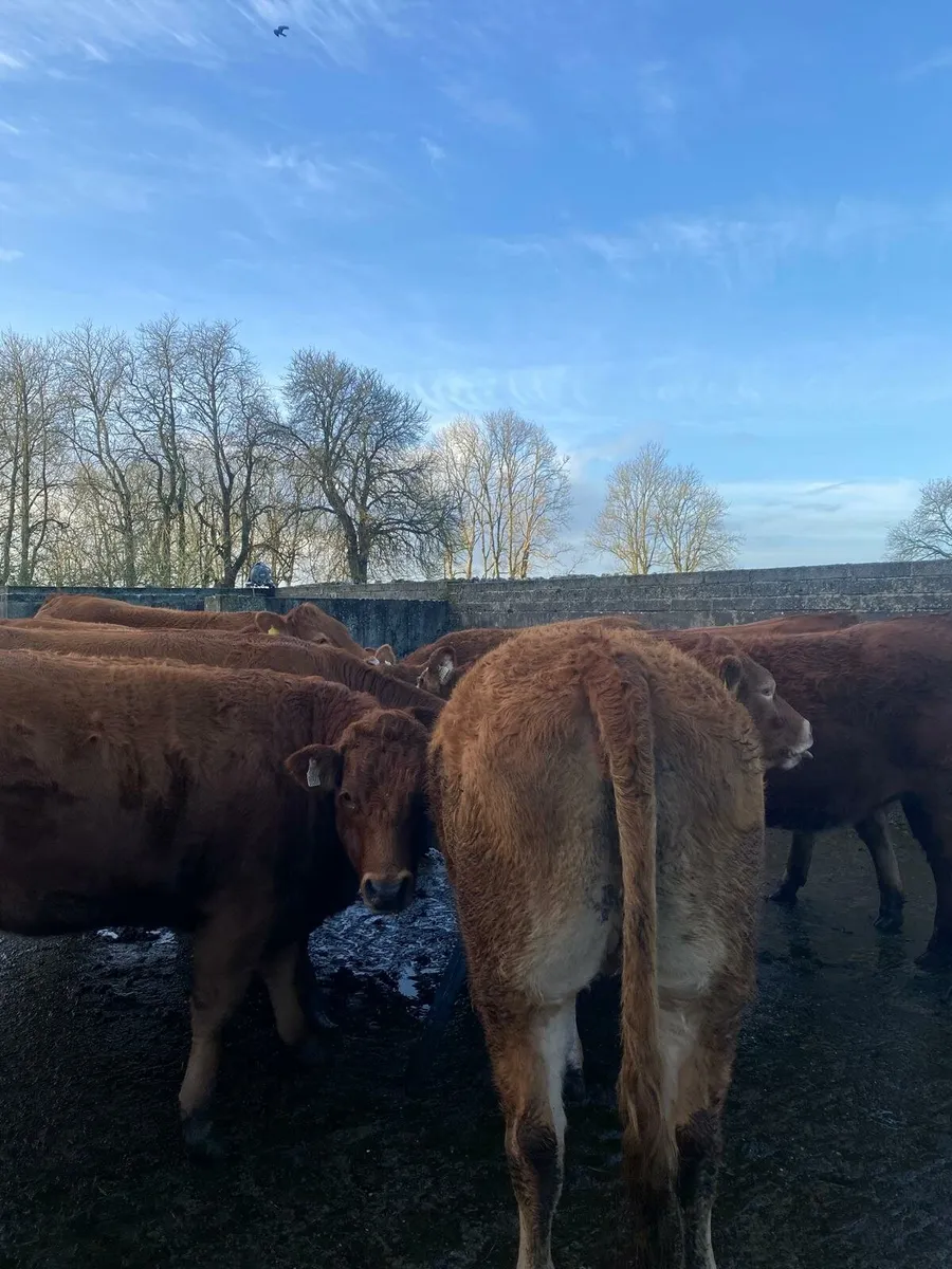 13 Top Quality Heifers - Image 2