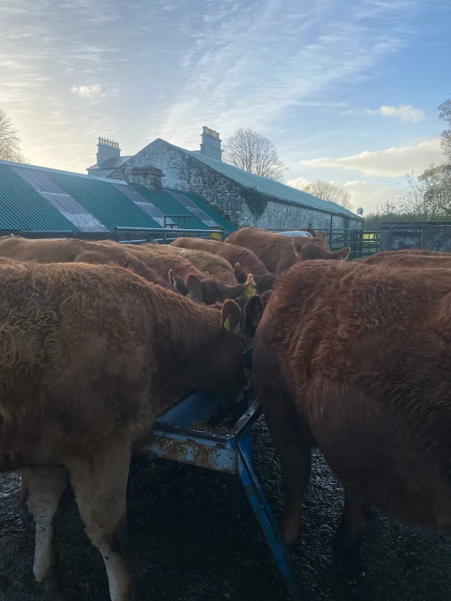 13 Top Quality Heifers - Image 3