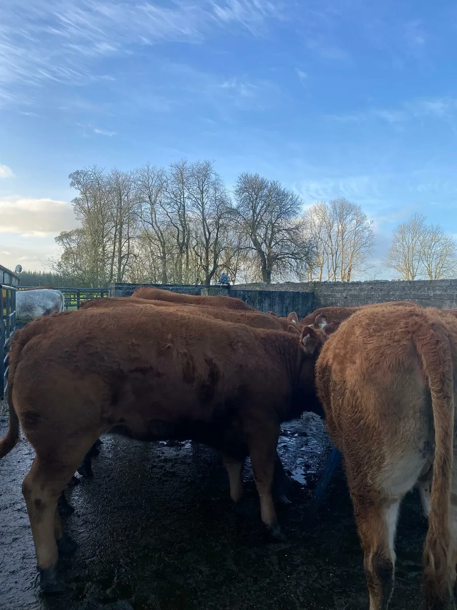 13 Top Quality Heifers - Image 4