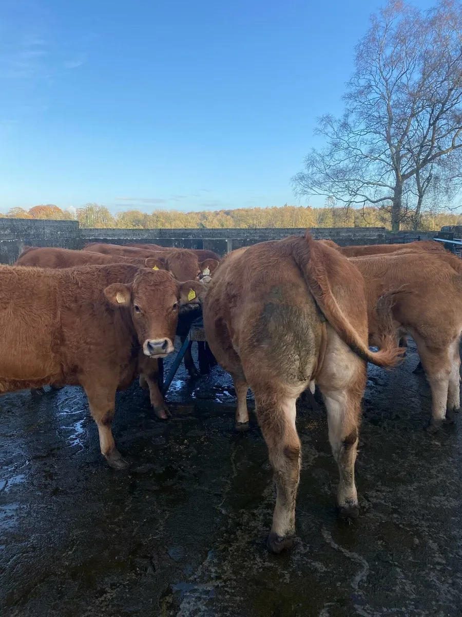 13 Top Quality Heifers - Image 1