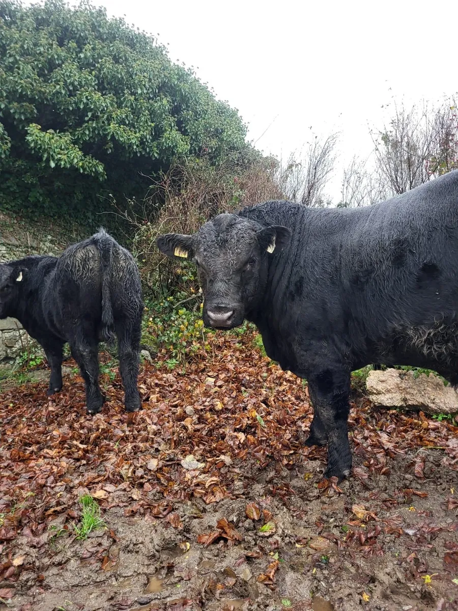 Pb Angus Bull - Image 1