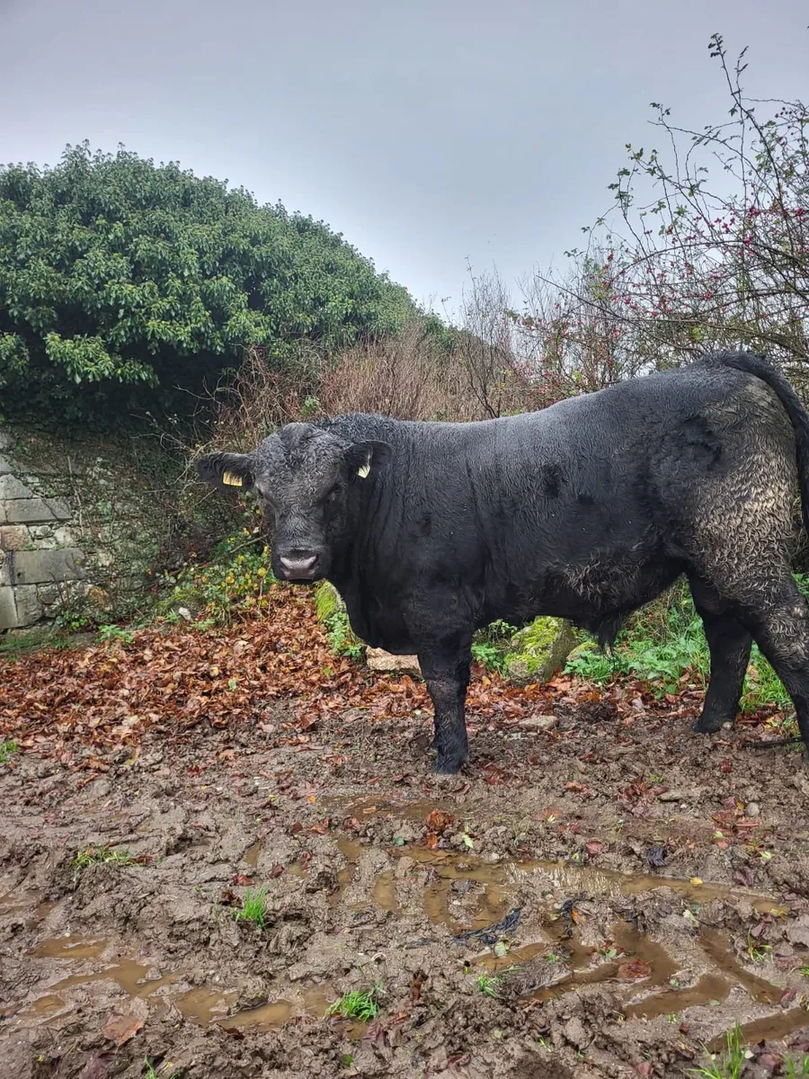 Pb Angus Bull - Image 2