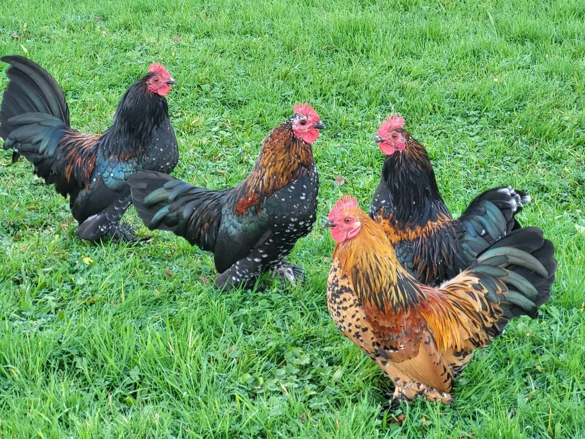 Sablepoot Booted Bantam Cockerels, Pullets, Chicks - Image 1