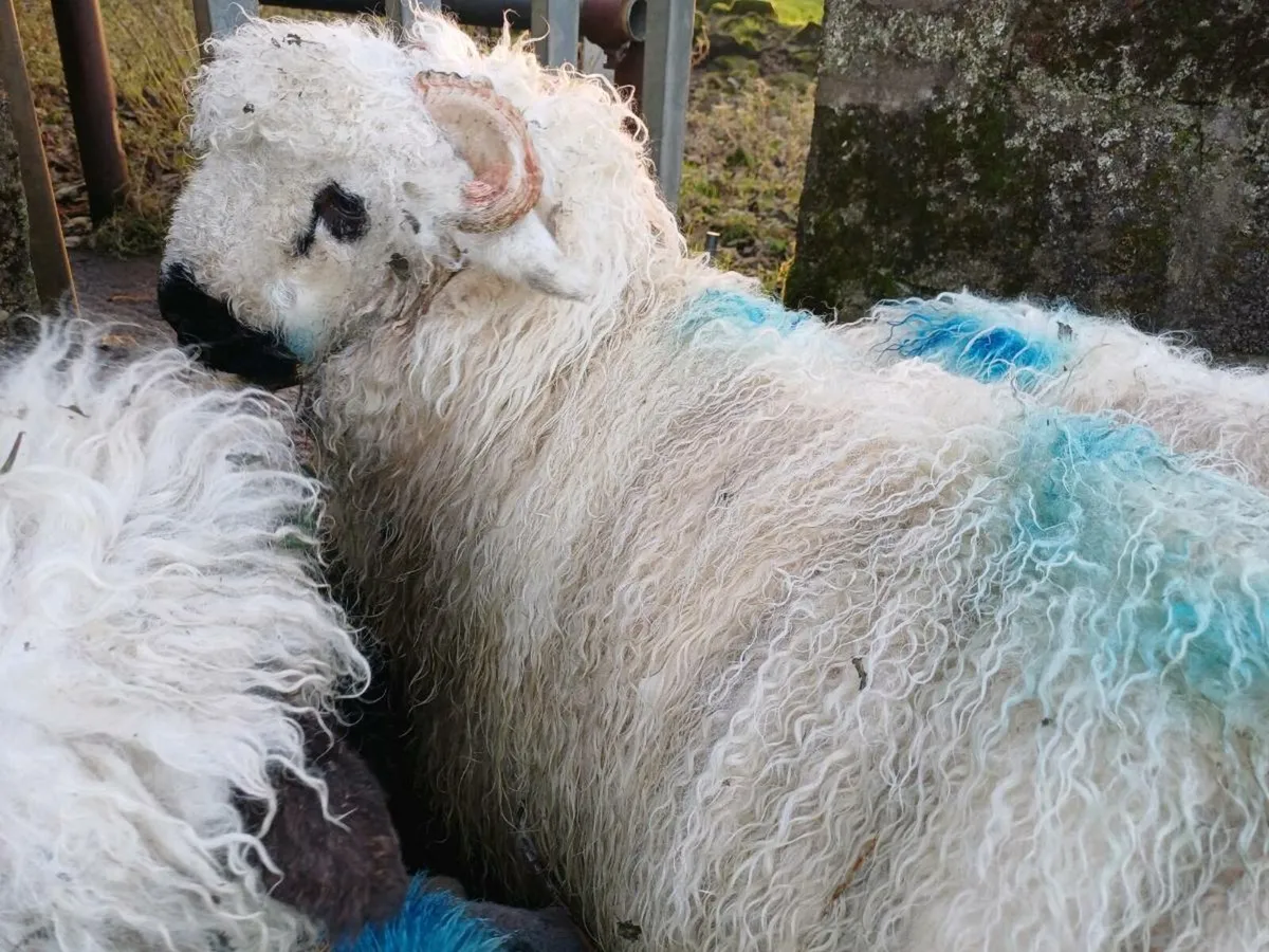 3/4 bred valais blacknose ewe lambs - Image 3