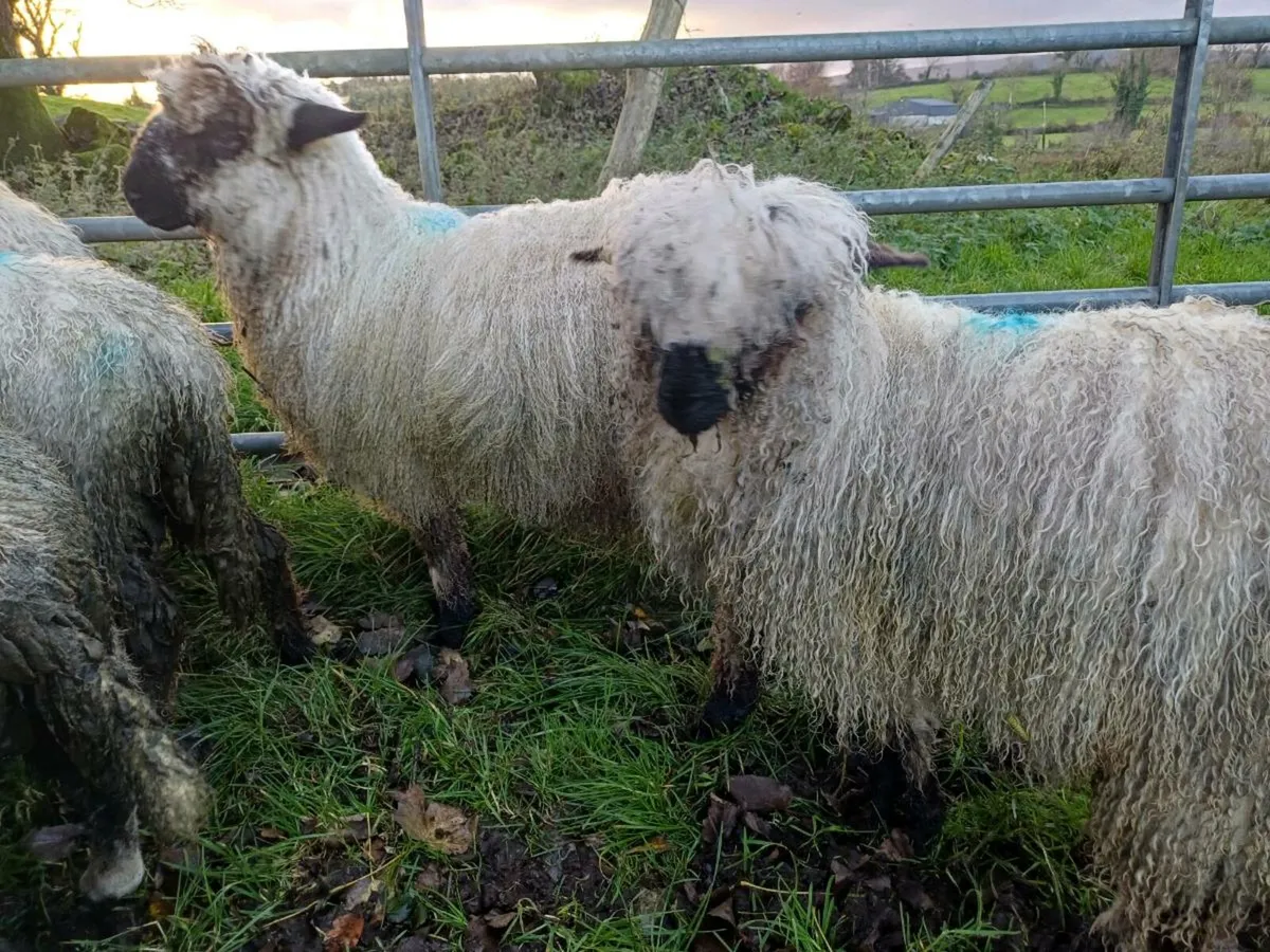 3/4 bred valais blacknose ewe lambs - Image 4