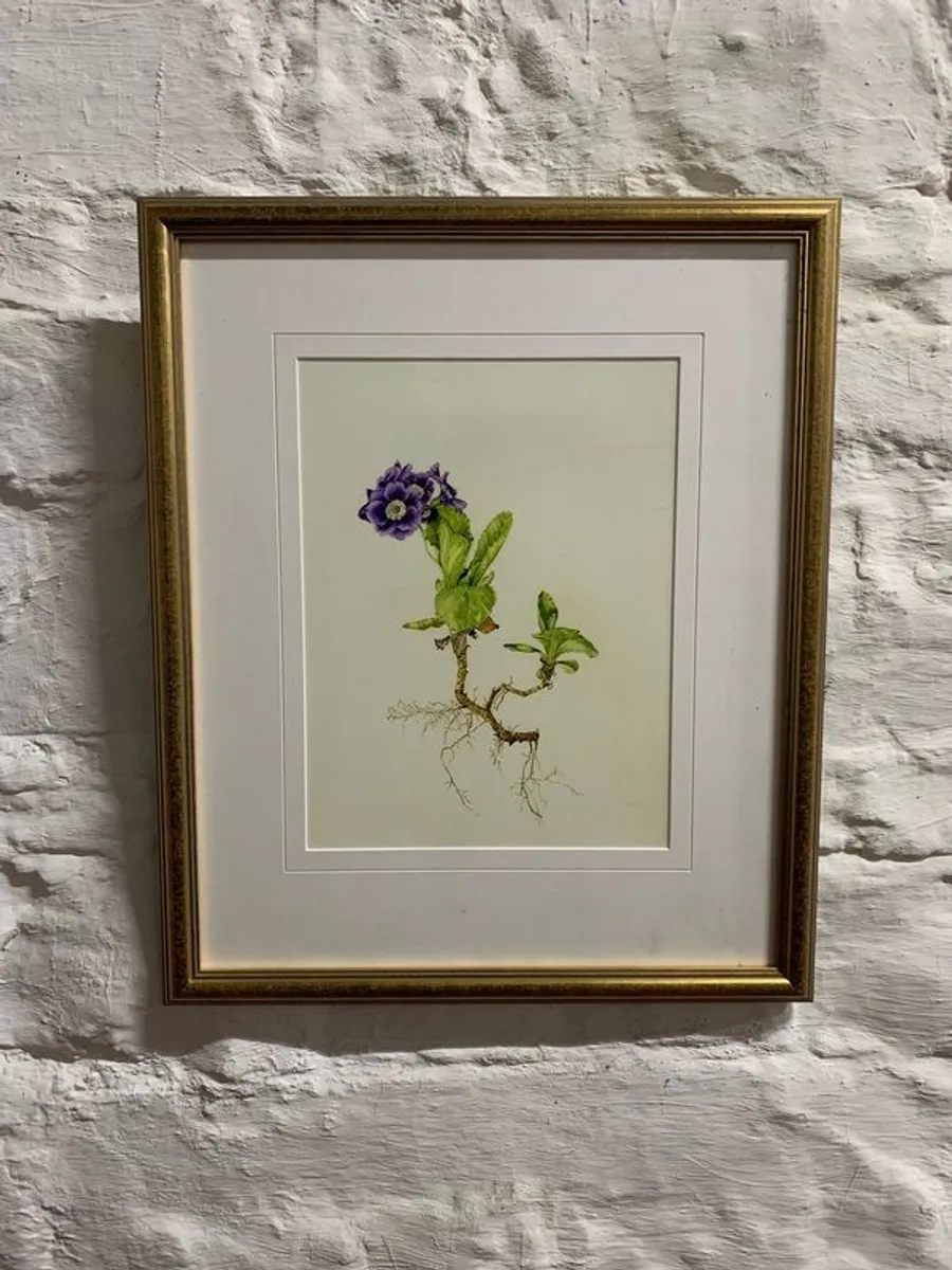 Framed Botanical sketch. - Image 1