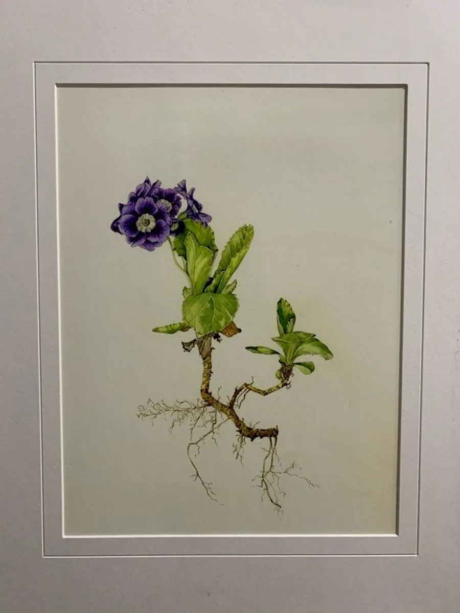 Framed Botanical sketch. - Image 2