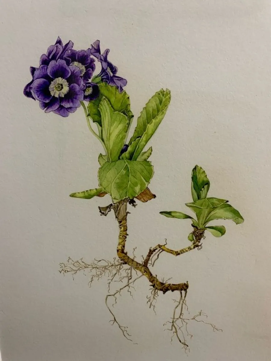 Framed Botanical sketch. - Image 4