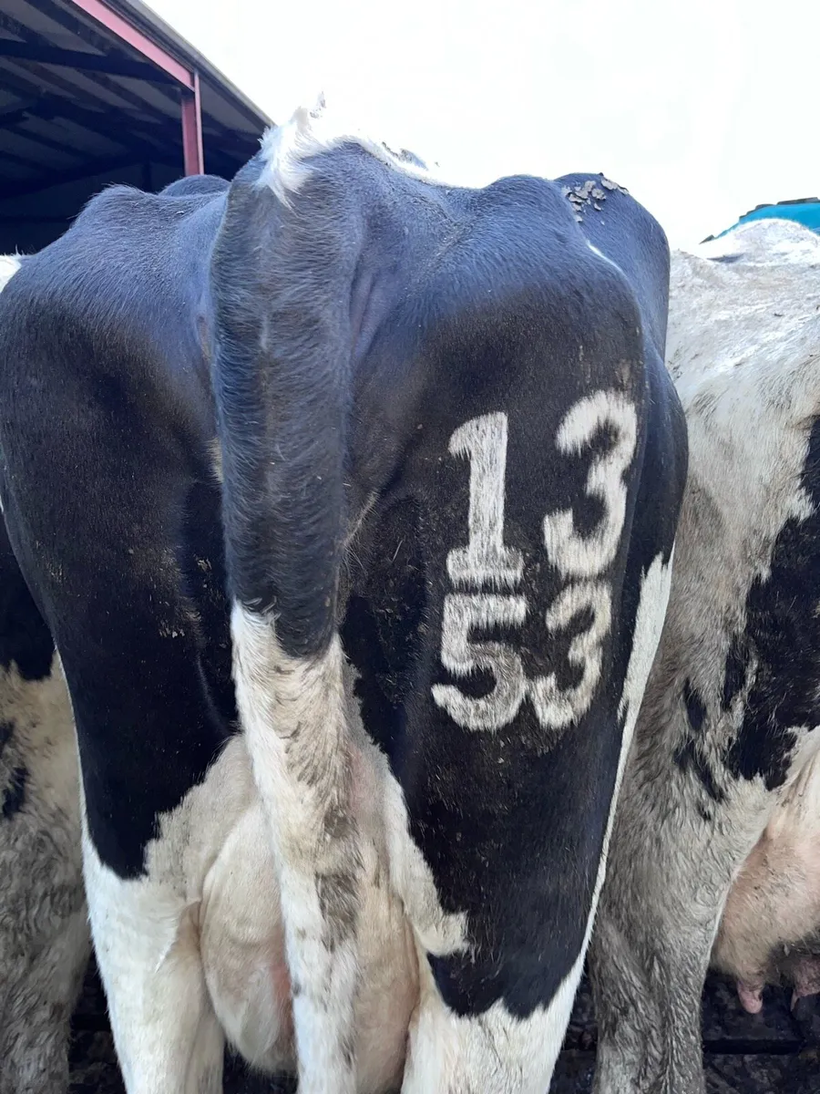 Freeze Branding South East - Image 2