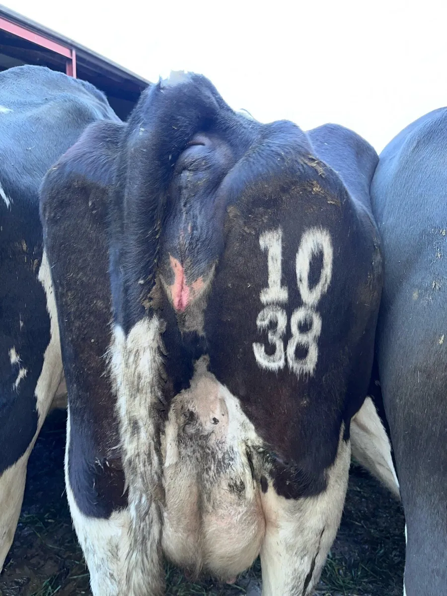 Freeze Branding South East - Image 3