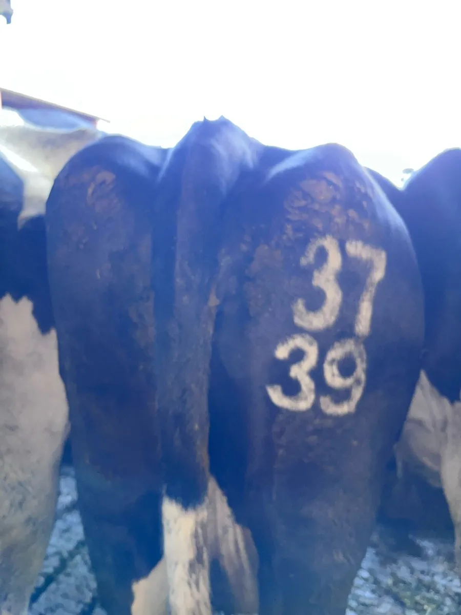 Freeze Branding South East - Image 4