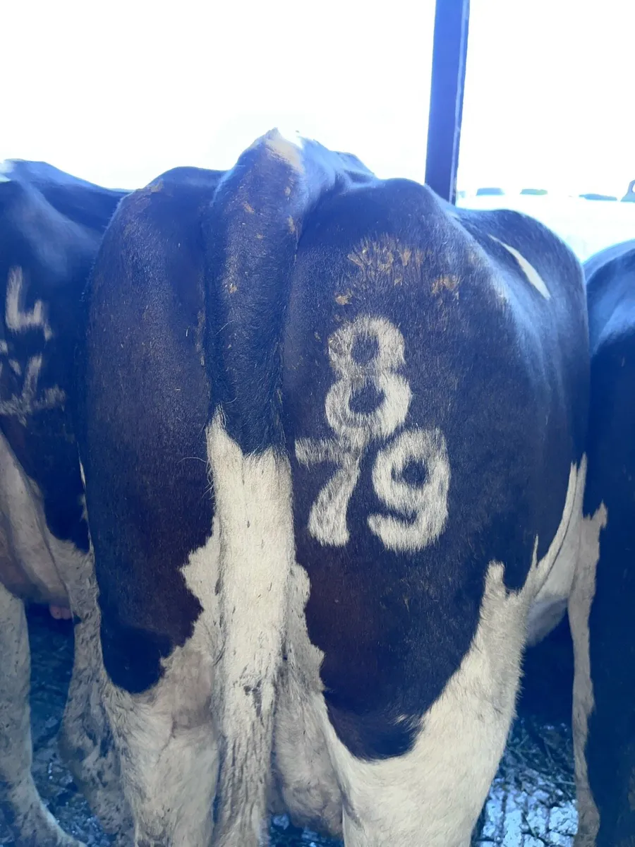 Freeze Branding South East - Image 1