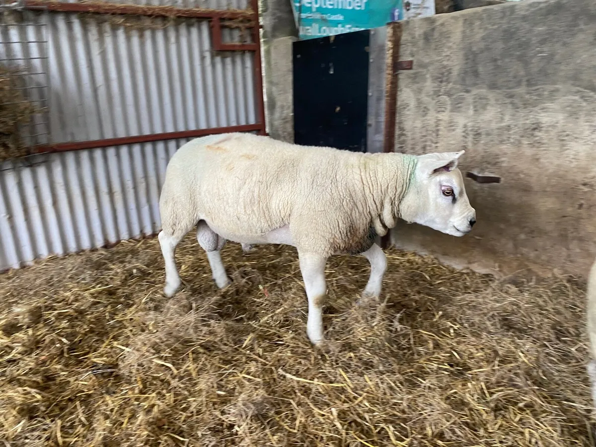 Ped texel shearling stock ram