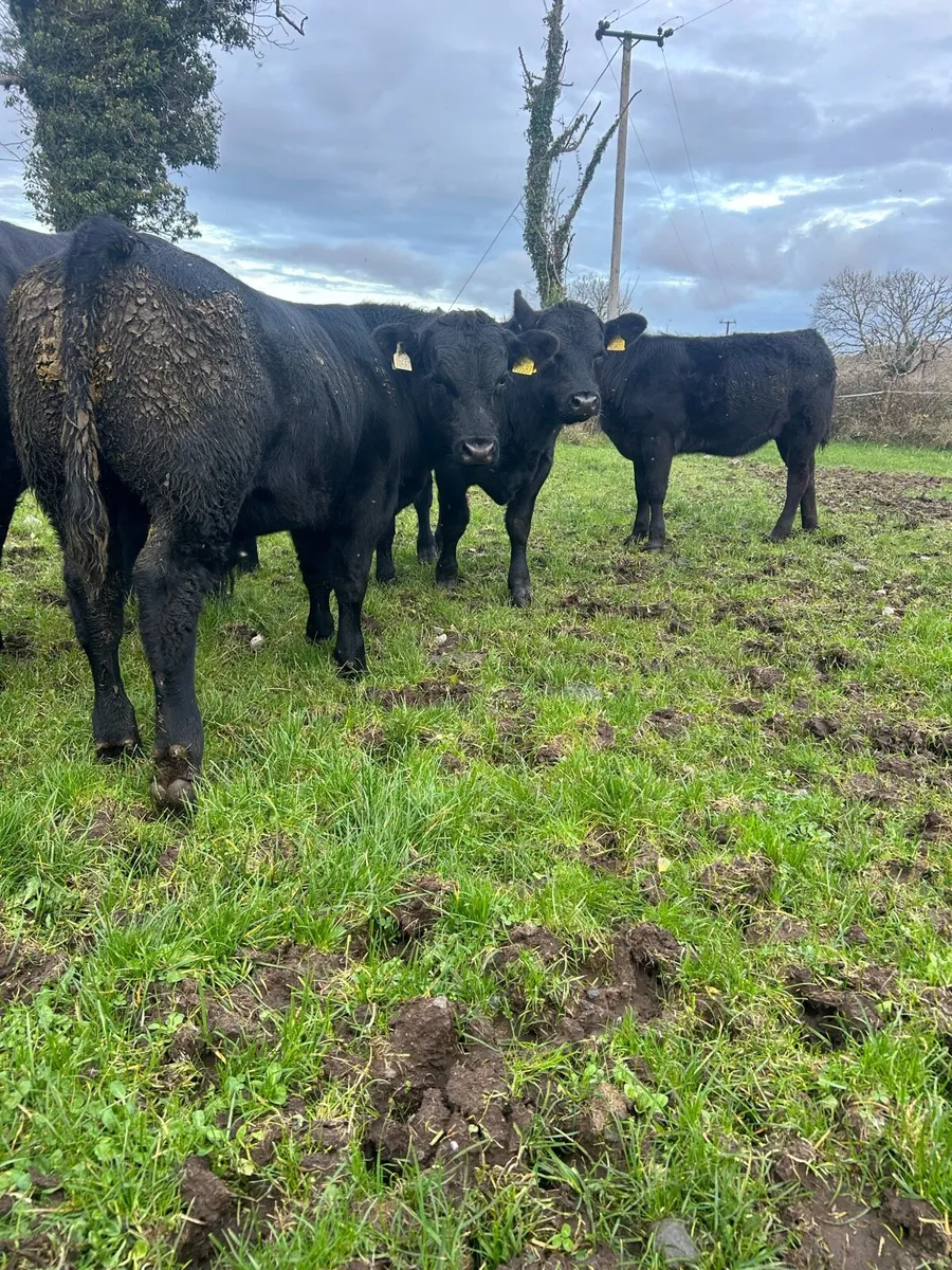 Angus bulls and heifers - Image 1