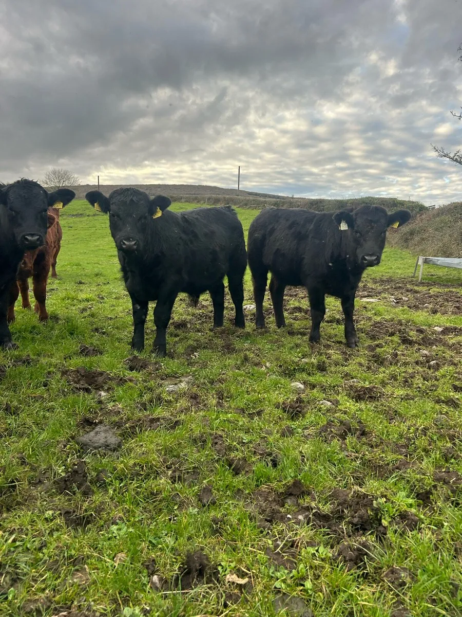 Angus bulls and heifers - Image 2