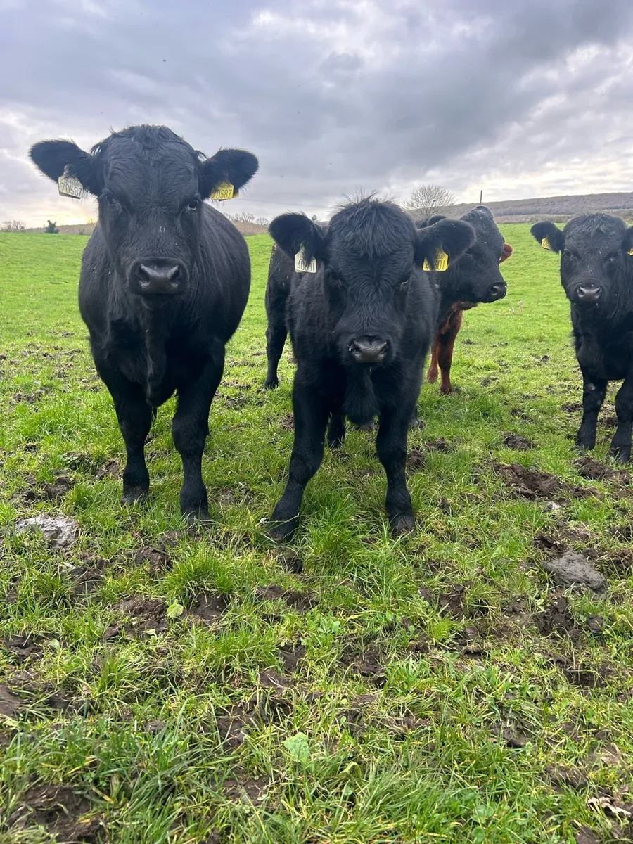 Angus bulls and heifers - Image 3