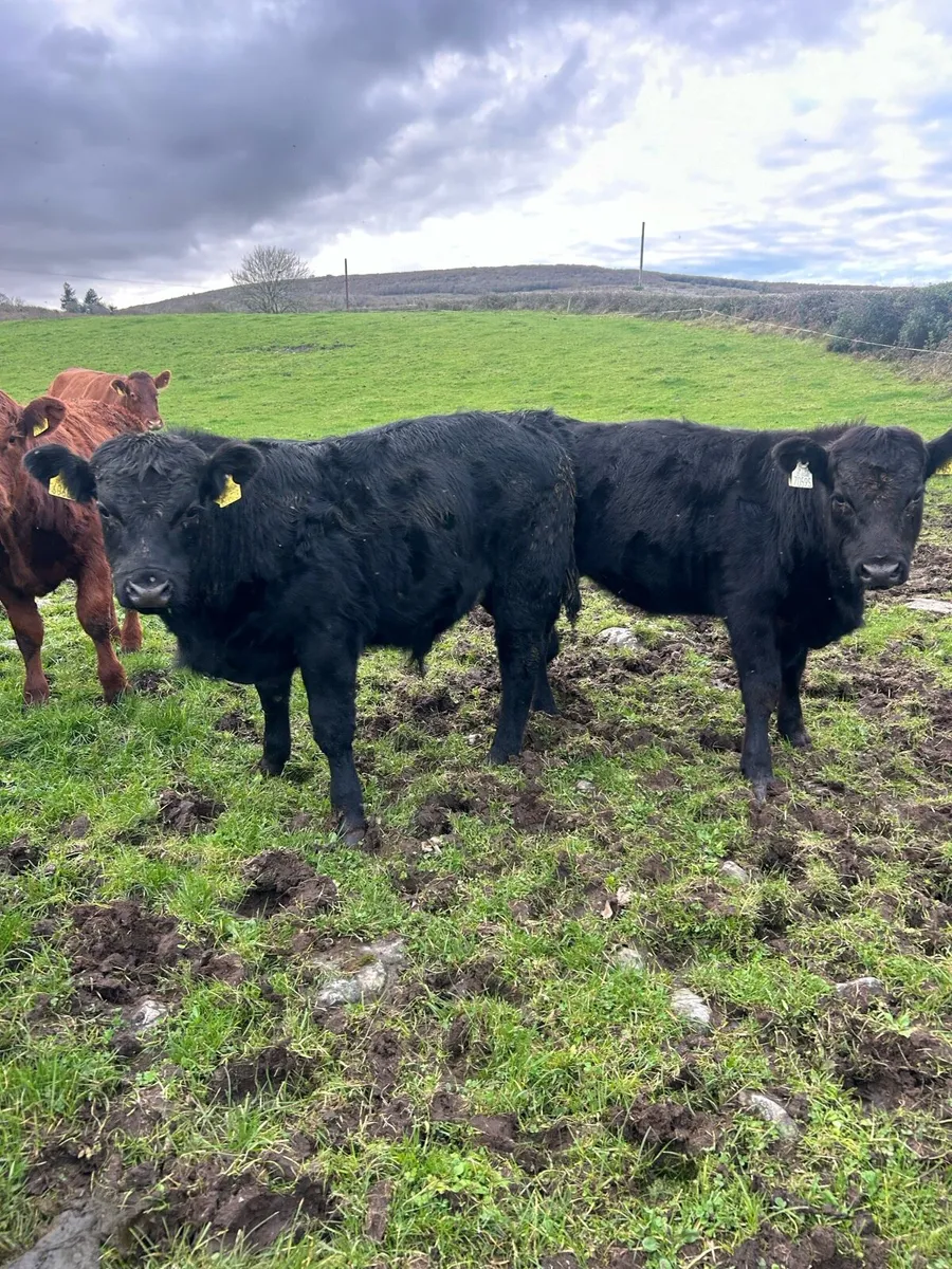 Angus bulls and heifers - Image 4