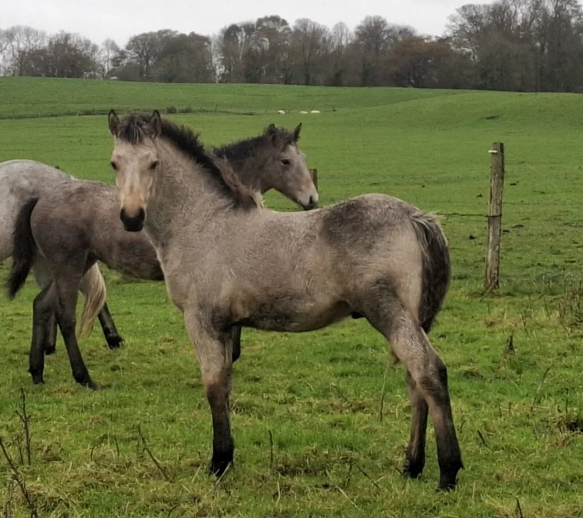 2 smashing Dun Foal colts - Image 2