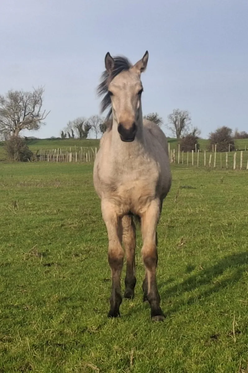 2 smashing Dun Foal colts - Image 3