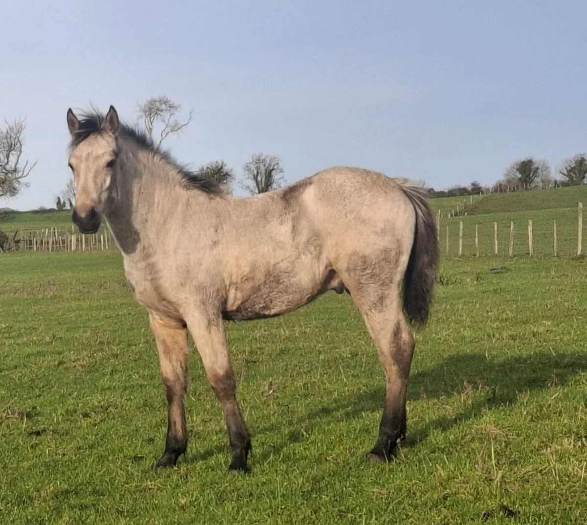 2 smashing Dun Foal colts - Image 4