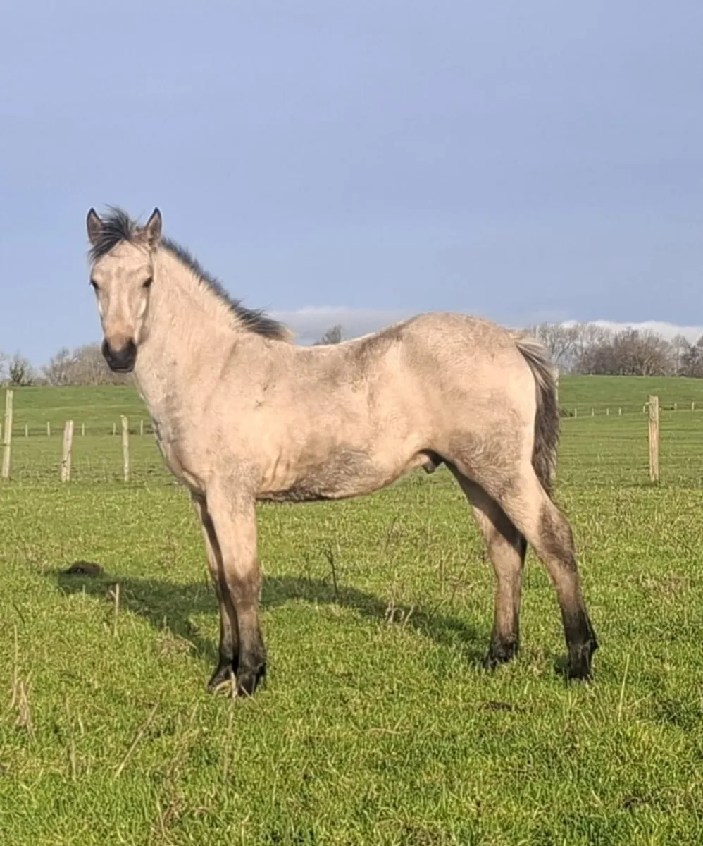 2 smashing Dun Foal colts - Image 1