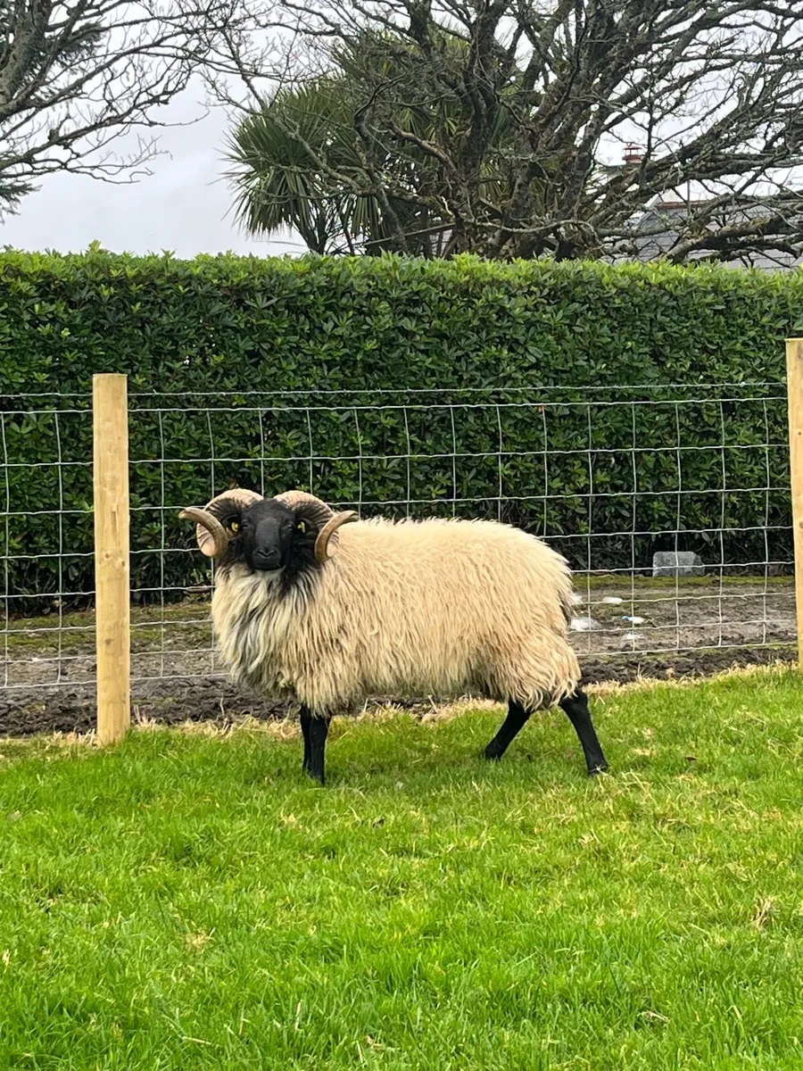 SIS Hogget Ram - Image 1