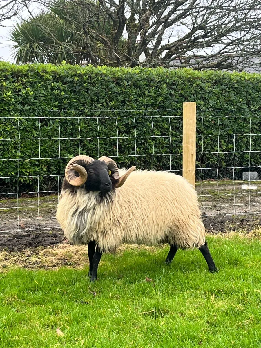 SIS Hogget Ram - Image 2
