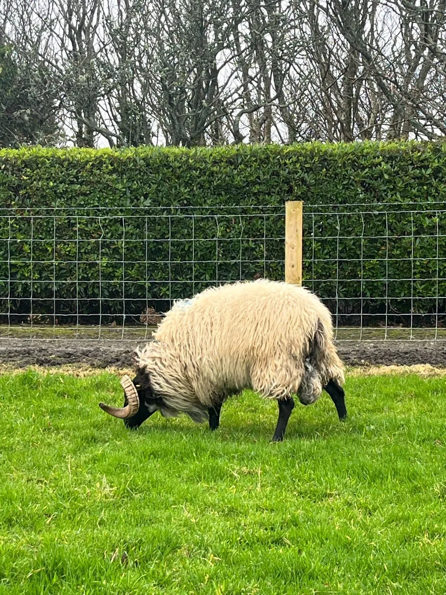 SIS Hogget Ram - Image 3