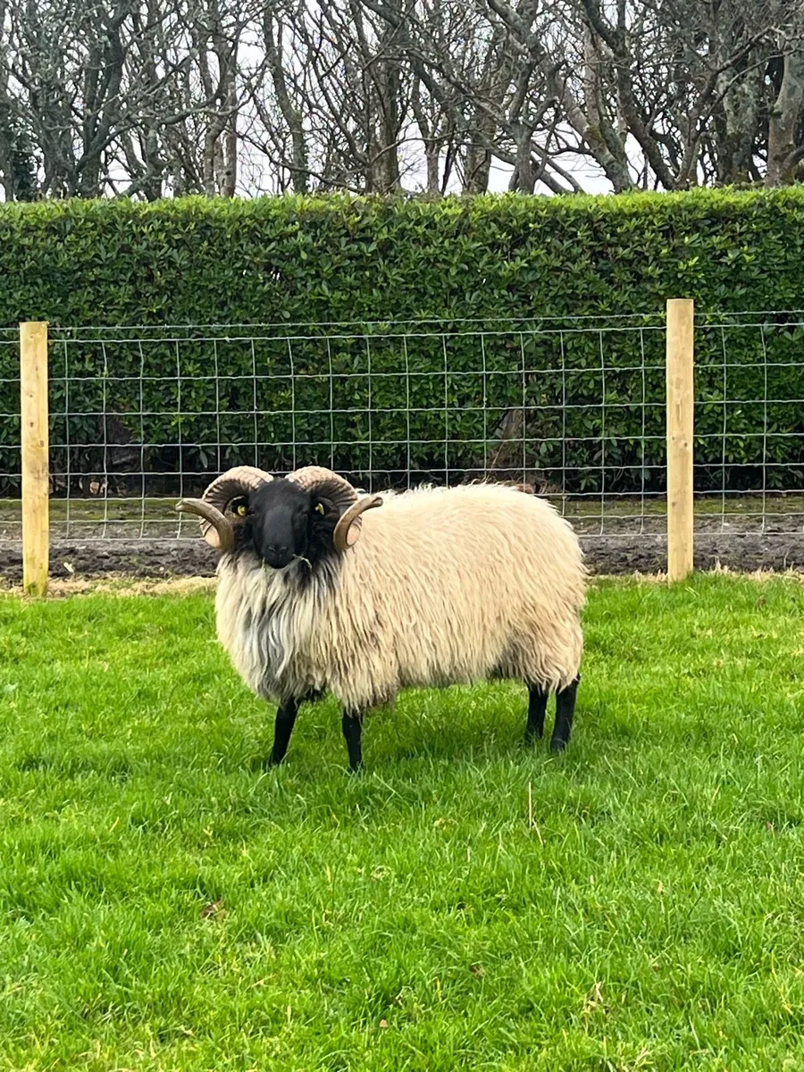SIS Hogget Ram - Image 4
