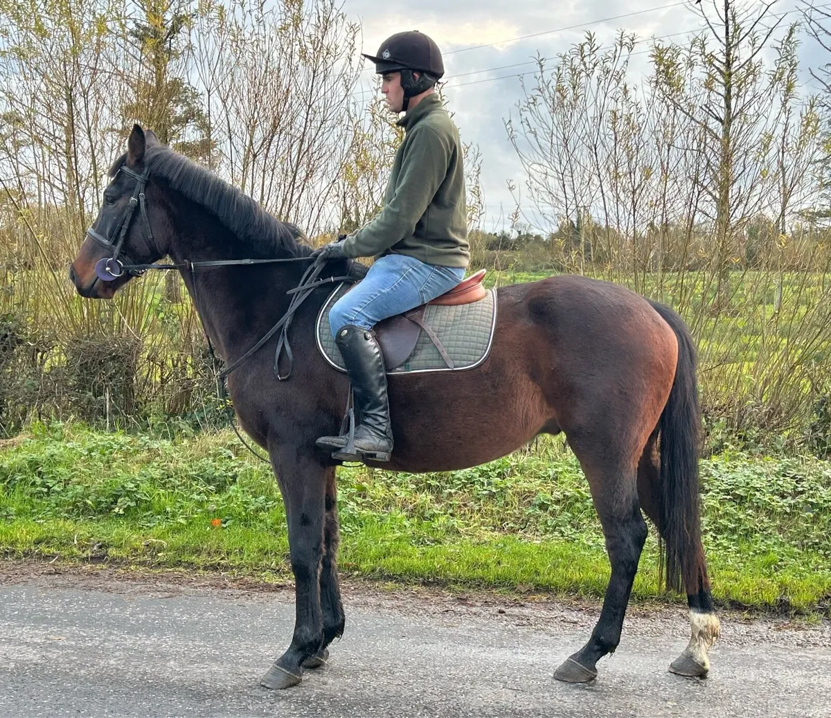 4 year old 16.1 ISH Gelding - Image 2