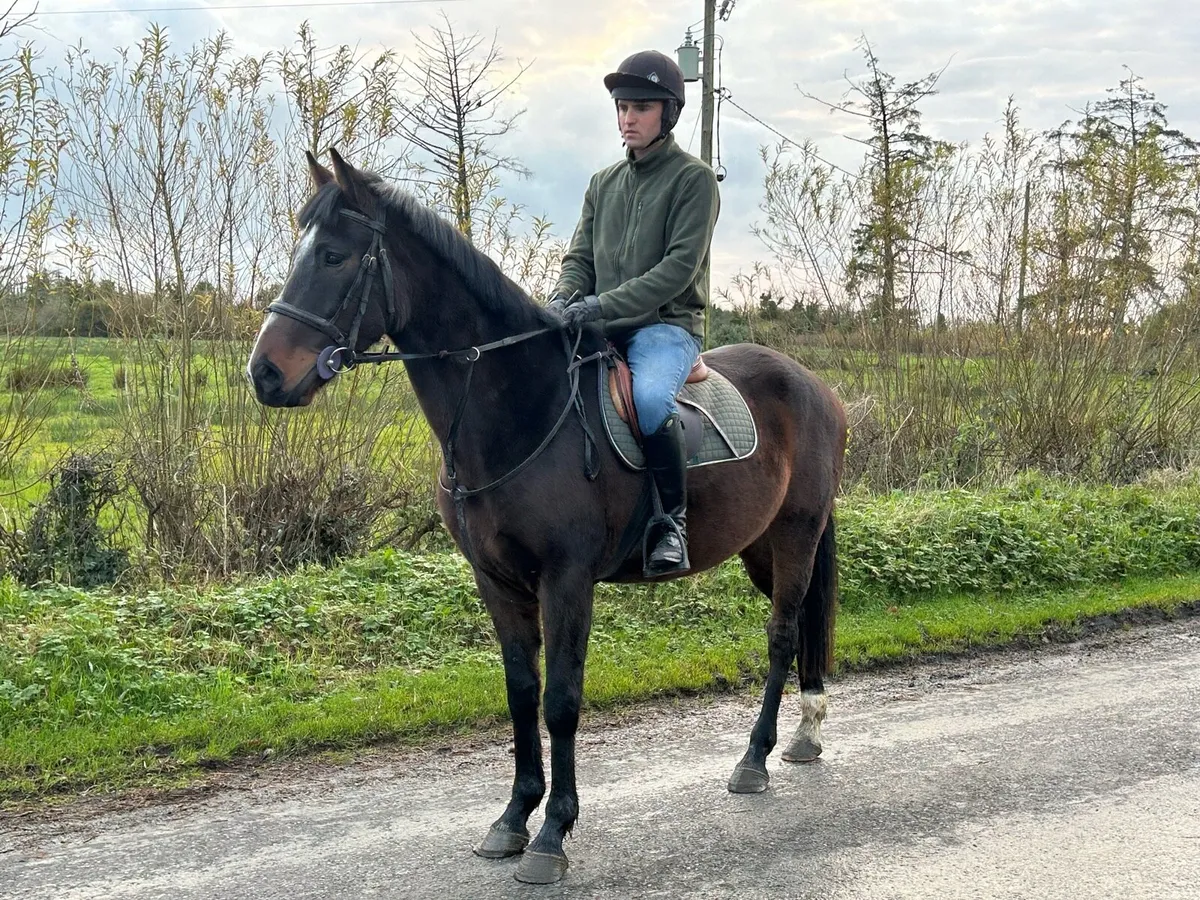 4 year old 16.1 ISH Gelding - Image 3