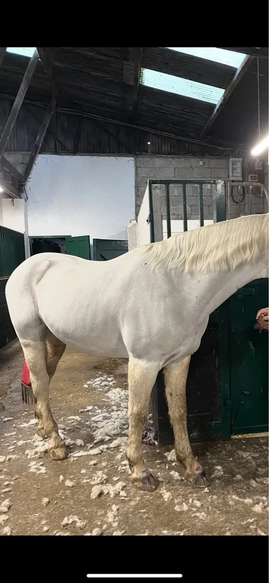 ✂️Clipping service ✂️