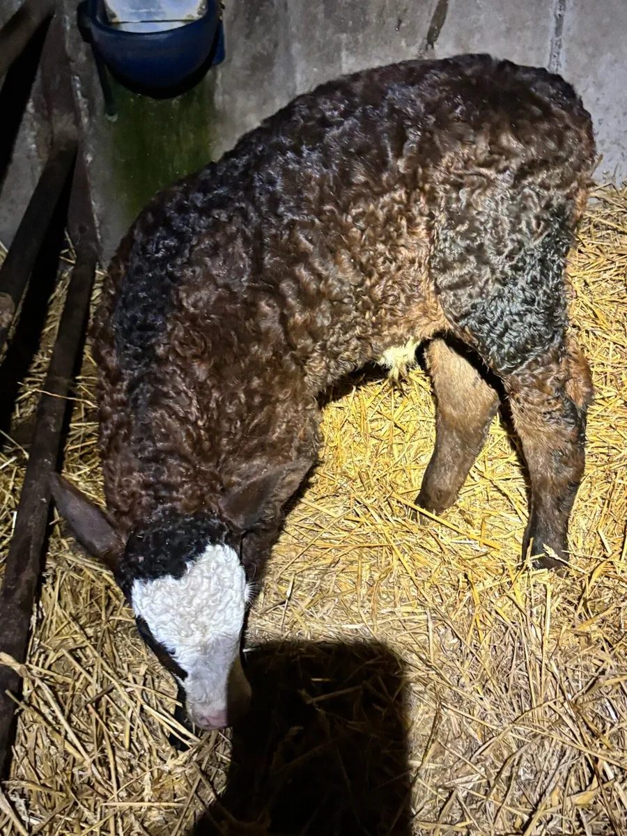 Young limousine bull beef bred calf. - Image 1