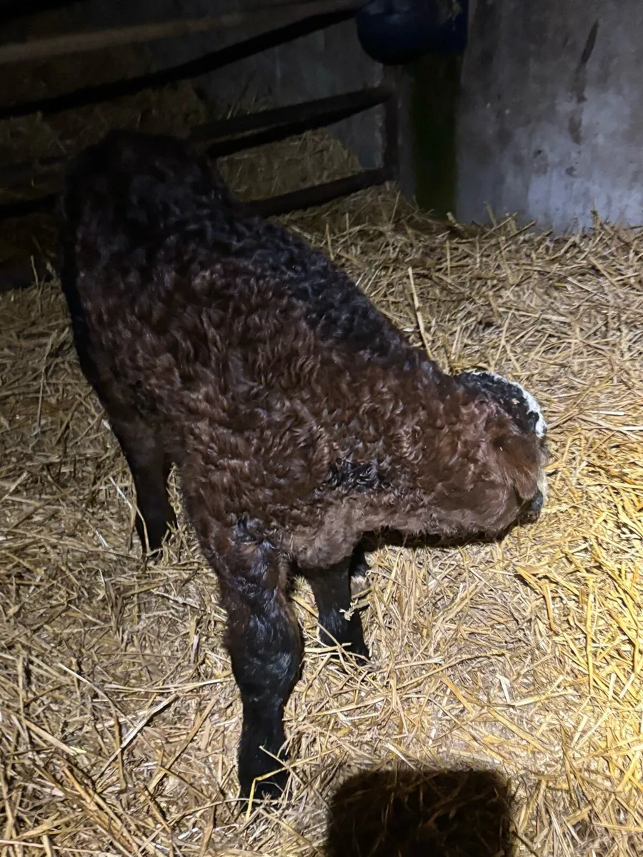 Young limousine bull beef bred calf. - Image 2